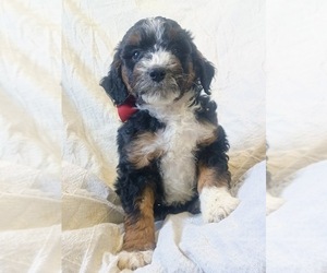 Miniature Bernedoodle Puppy for sale in NILES, MI, USA