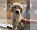 Small #4 Golden Retriever
