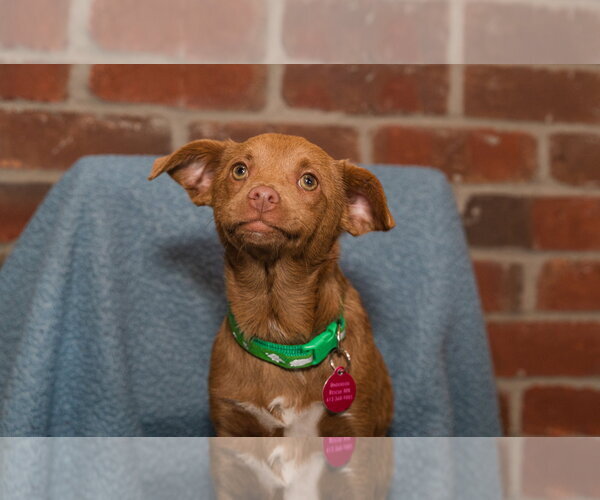 Medium Photo #5 Chihuahua-Unknown Mix Puppy For Sale in St. Louis Park, MN, USA
