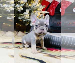 French Bulldog Litter for sale in HONEY BROOK, PA, USA