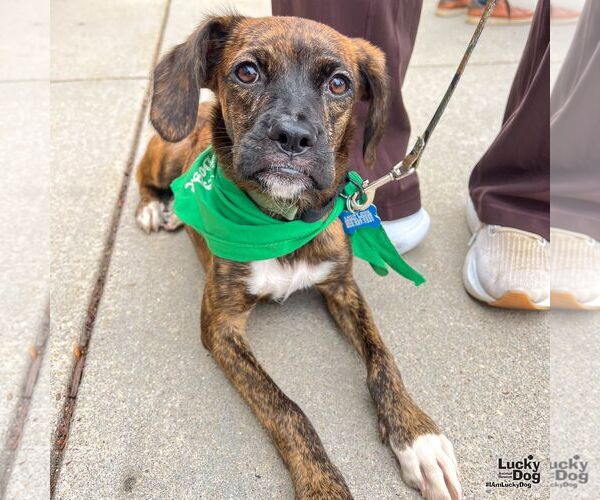 Medium Photo #7 Boxer-Plott Hound Mix Puppy For Sale in Washington, DC, USA