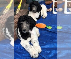 Medium Poodle (Standard)