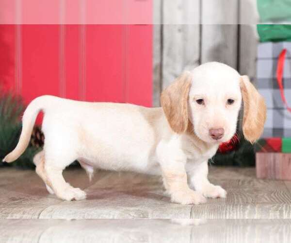 Medium Photo #2 Dachshund Puppy For Sale in MOUNT VERNON, OH, USA