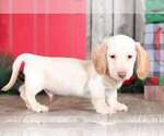 Small Photo #2 Dachshund Puppy For Sale in MOUNT VERNON, OH, USA