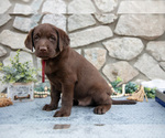 Small #2 Labrador Retriever