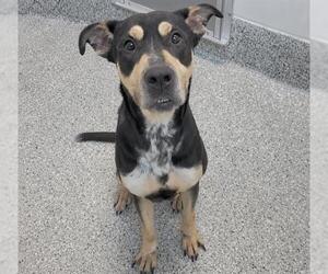 SAMMY - Female Australian Kelpie Dog for Adoption - Photo #2