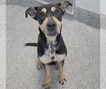 Small #1 Australian Kelpie