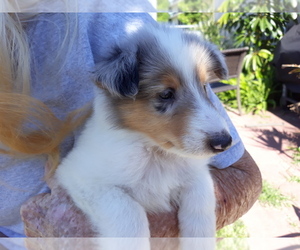 Collie Puppy for sale in PALM BAY, FL, USA