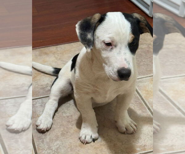 Medium Photo #3 American Staffordshire Terrier-Unknown Mix Puppy For Sale in Lake Forest, CA, USA
