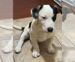 Small #2 American Staffordshire Terrier Mix