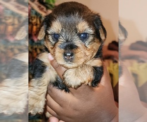 Yorkshire Terrier Puppy for sale in SPRING CITY, PA, USA