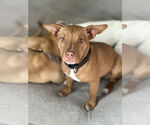 Small #1 American Pit Bull Terrier-Chihuahua Mix