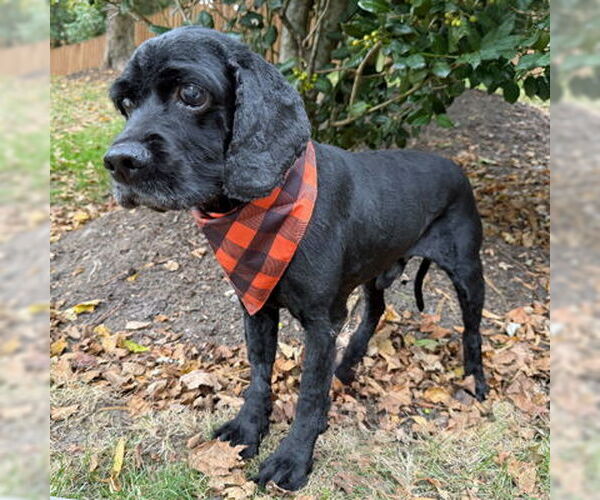 Medium Photo #5 Cocker Spaniel Puppy For Sale in Arlington, VA, USA