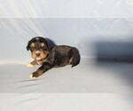 Small #5 Golden Mountain Dog