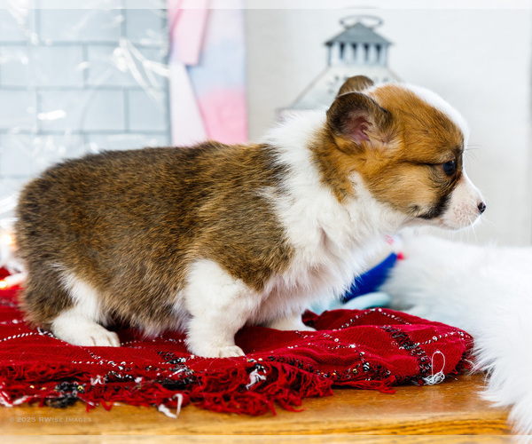 Medium Photo #5 Cardigan Welsh Corgi Puppy For Sale in WAKARUSA, IN, USA