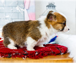 Small #4 Cardigan Welsh Corgi