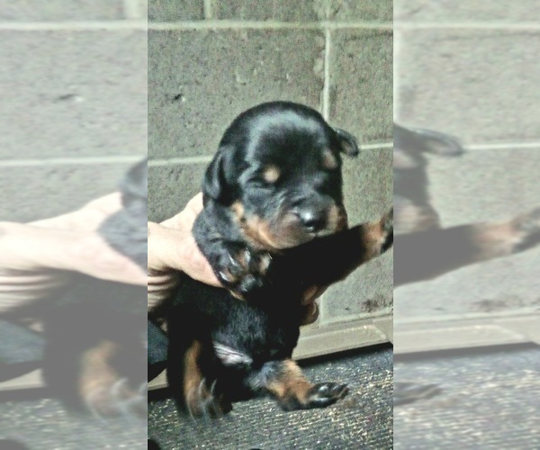 Medium Photo #1 Rottweiler Puppy For Sale in ORWELL, OH, USA