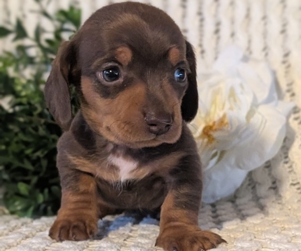Medium Photo #4 Dachshund Puppy For Sale in GOSHEN, IN, USA