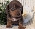 Small #3 Dachshund
