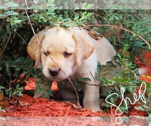 Labrador Retriever Puppy for sale in LOUDONVILLE, OH, USA