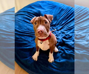 Macaroni (puppy) - Male Mutt Dog for Adoption - Photo #7