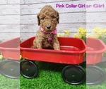 Puppy AKC Pink Collar Poodle (Standard)