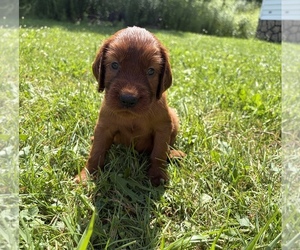 Irish Setter Puppy for sale in ONEONTA, NY, USA