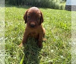 Image preview for Ad Listing. Nickname: Litter of 11