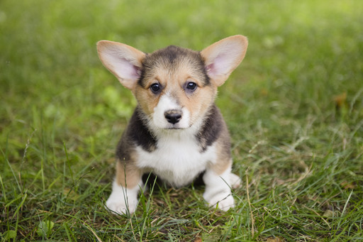 Medium Photo #1 Pembroke Welsh Corgi Puppy For Sale in NEWVILLE, PA, USA