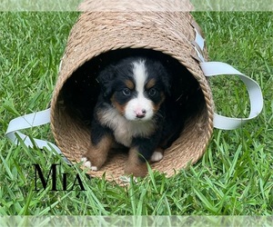 Bernese Mountain Dog Puppy for sale in LAWRENCEBURG, TN, USA
