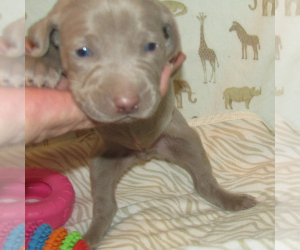 Medium Photo #3 Weimaraner Puppy For Sale in LAS ANIMAS, CO, USA