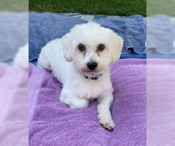 Medium Photo #1 Coton de Tulear Puppy For Sale in St. Louis Park, MN, USA