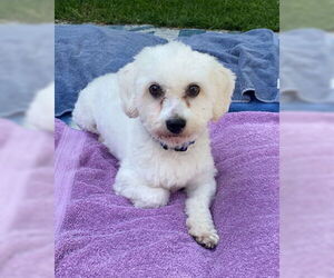 Coton de Tulear Dogs for adoption in St. Louis Park, MN, USA