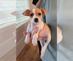 Small #2 Jack-Rat Terrier