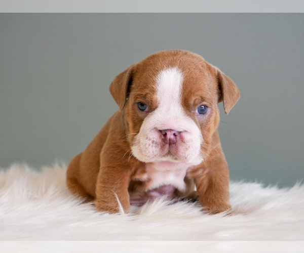 Medium Photo #6 English Bulldog Puppy For Sale in PAW PAW, MI, USA