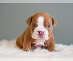Small #5 English Bulldog
