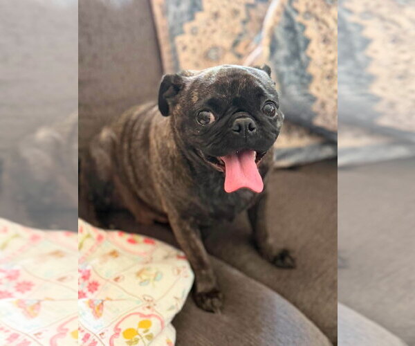Medium Photo #4 Pug-Unknown Mix Puppy For Sale in San Diego, CA, USA