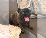 Small #3 Pug Mix