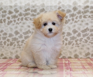 Pomsky-Poodle (Miniature) Mix Puppy for sale in DENVER, PA, USA