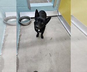 Pembroke Welsh Corgi-Unknown Mix Dogs for adoption in Temple, TX, USA