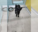 Small Pembroke Welsh Corgi Mix