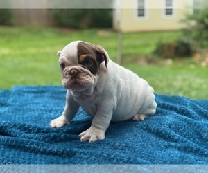 English Bulldog Puppy for sale in POWHATAN, VA, USA
