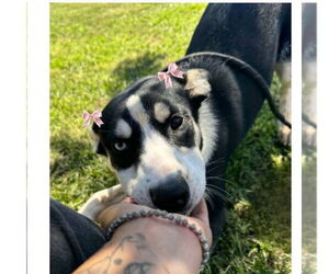 Molly - Female Siberian Husky-Unknown Mix Dog for Adoption - Photo #3