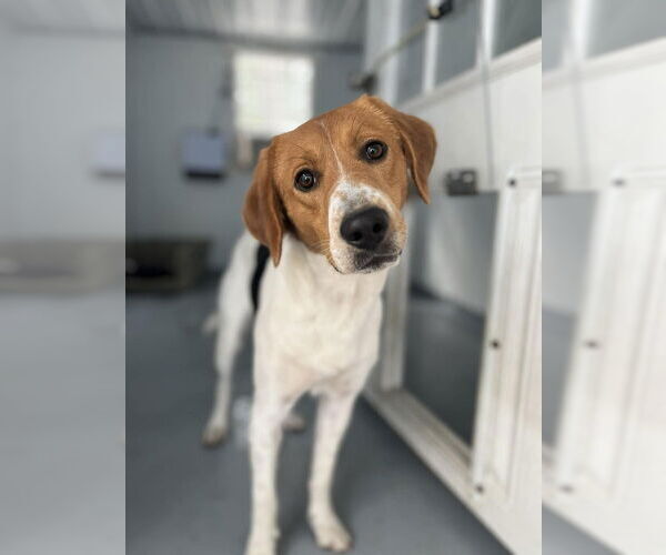 Medium Photo #1 Mutt Puppy For Sale in Elmsford, NY, USA