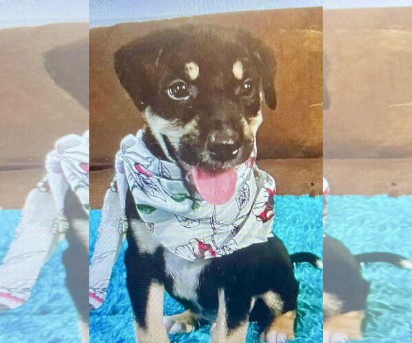 Medium Photo #1 Labrador Retriever-Unknown Mix Puppy For Sale in Jefferson, NJ, USA