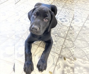 Labrador Retriever Puppy for Sale in ADVANCE, North Carolina USA