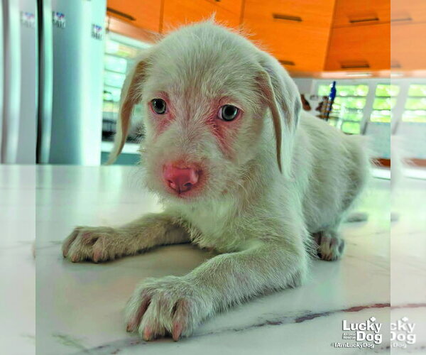 Medium Photo #1 Mutt Puppy For Sale in Washington, DC, USA