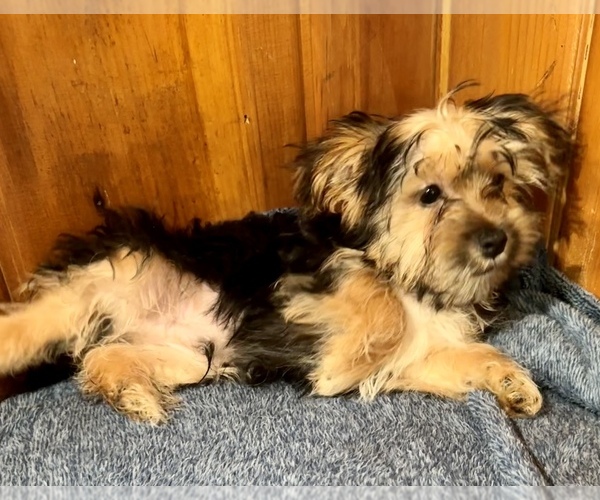 Medium Photo #3 Morkie Puppy For Sale in SILVER LAKE, IN, USA