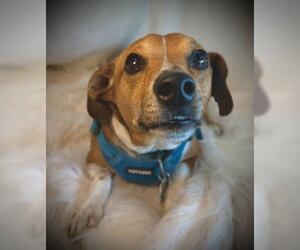 Rader - Male Chiweenie Dog for Adoption
