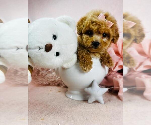 Medium Photo #9 Shih Tzu Puppy For Sale in PEMBROKE PINES, FL, USA